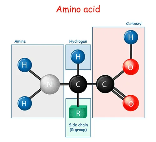 Struktur kimia Amino Acid