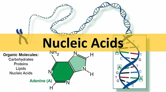 Struktur helix ganda Nucleid Acid (DNA)
