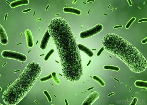 Bakteri Asam Laktat di bawah mikroskop