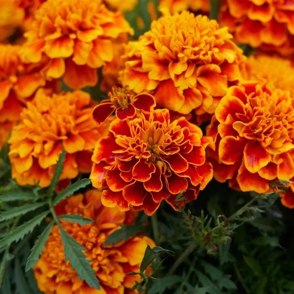 Bunga Marigold sebagai bahan peptida