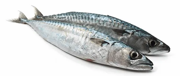 Bahan Sardines Peptide